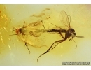 Rare Long-beaked fungus gnats Mating (Copula), Lygistorrhinidae. Fossil insects in Baltic amber 5967