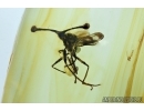 Extremely rare Stalk-eyed fly, Diopsidae. Fossil insect in Baltic amber #5971