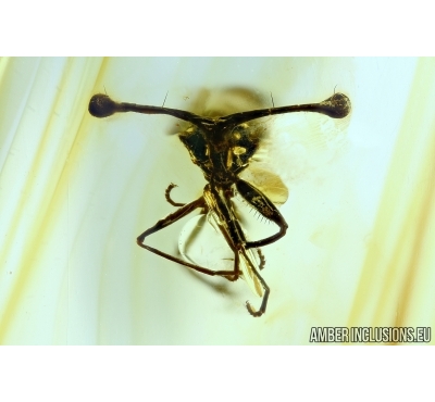 Extremely rare Stalk-eyed fly, Diopsidae. Fossil insect in Baltic amber #5971