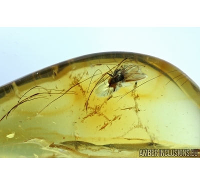 Mammalian hair and Fly. Fossil inclusion in Baltic amber #5984