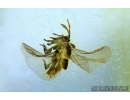 VERY NICE TWISTED-WINGED (STYLOPID), STREPSIPTERA. Fossil insect in Baltic amber #5993