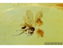Very Nice Winged Ant. Fossil insect in Baltic amber #6004