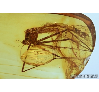 Scorpionfly, Mecoptera, Bittacidae. Fossil insect in BALTIC AMBER #6029