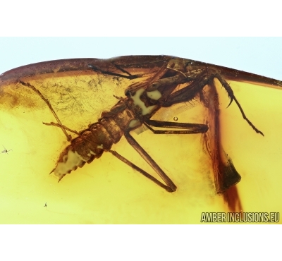 MANTODEA, Praying Mantis. Fossil insect in BALTIC AMBER #6036