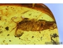 Leaf 17mm, Silverfish, Ant, Thrips and More. Fossil inclusions in Baltic amber #6059