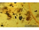 Leaf 17mm, Silverfish, Ant, Thrips and More. Fossil inclusions in Baltic amber #6059