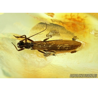 Stonefly. Plecoptera and Nice Biting midge, Ceratopogonidae. Fossil insects in Baltic amber #6080