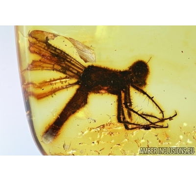 Very rare Fragment of Dragonfly, Odonata. Fossil insect in Baltic amber #6094