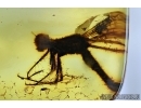 Very rare Fragment of Dragonfly, Odonata. Fossil insect in Baltic amber #6094