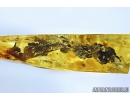 VERY NICE BIG 25mm OAK FLOWERS ON TWIG. Fossil inclusion in Baltic amber #6097