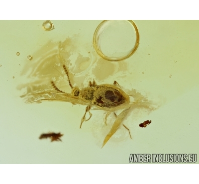 Scydmaeninae, Ant-Like Stone Bettle. Fossil insect in Baltic amber #6104