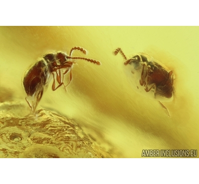 Ant-Like Stone Bettle Scydmaeninae and Leafhopper Nymph. Fossil insects in Baltic amber #6105