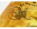 Beetle, Spider and  More. Fossil inclusions in Baltic amber #6107
