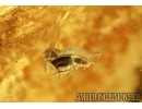 Anobiidae (Ptinidae) and More. Fossil insects in Baltic amber #6108