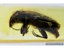 Big Beetle, Cerambycidae. Fossil insect in Baltic amber #6109