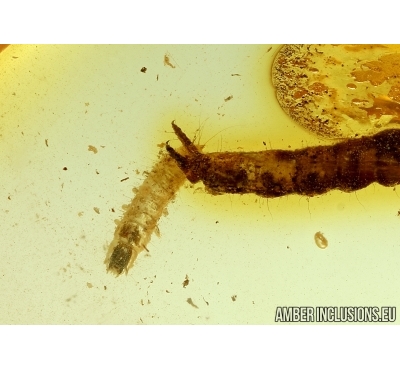 Carabidae, Two Ground beetle larvae and Long Pythidae Larva. Fossil insects in Baltic amber #6110