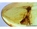 Ephemeroptera, Big Mayfly. Fossil insect in Baltic amber #6124