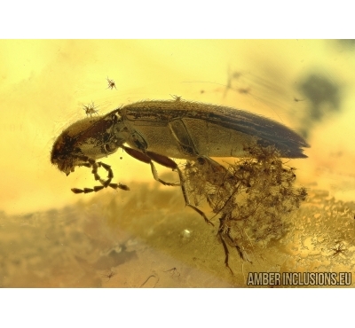 Elateridae, Click beetle, Aphid and More. Fossil inclusions in Baltic amber #6136