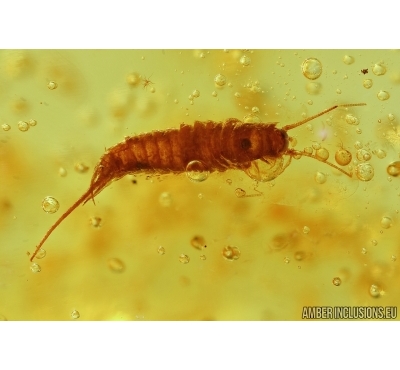 BRISTLETAIL, Machilidae and Wasp. Fossil insect in Baltic amber #6149
