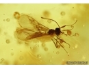 BRISTLETAIL, Machilidae and Wasp. Fossil insect in Baltic amber #6149