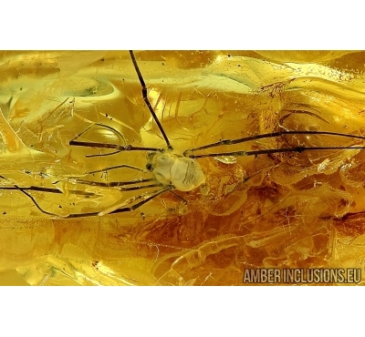 Harvestman, Opiliones. Fossil inclusion in Baltic amber #6154