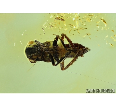 PLANTHOPPER, CICADA in SPIDER WEB! Fossil inclusions in Baltic amber #6159