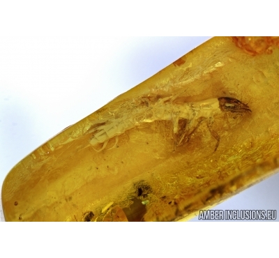 ALDERFLY, MEGALOPTERA, SIALIDAE, Rare Aquatic Larva. Fossil insect in BALTIC AMBER #6209