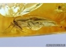 Click Beetle Elateridae and Dark-Winged fungus gnats Sciaridae. Fossil insects in Baltic amber #6210