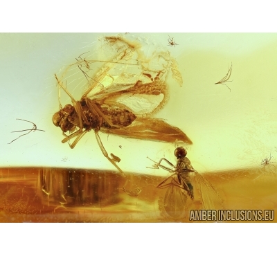 PSOCOPTERA, PSOCID and DANCE FLY HYBOTIDAE. Fossil insects in Baltic amber #6214