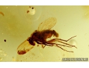 Nice Rare Wasp Mymaridae, Long-legged fly Dolichopodidae  and Stellate hairs. Fossil inclusions in Baltic amber #6263
