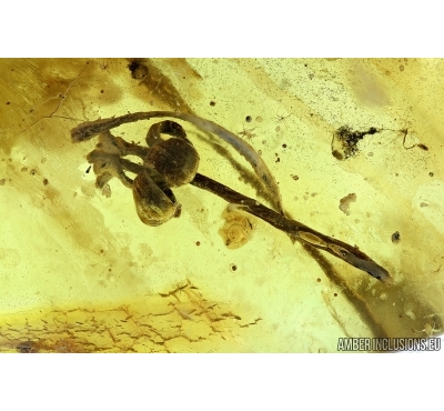 Nice Flower. Fossil inclusion in Baltic amber #6281