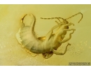 Extremely rare adult winged Earwig, Dermaptera (Male). Fossil insect in Baltic amber #6309
