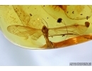 Coleoptera, Very Nice Beetle and Tipulidae, Crane Fly. Fossil insects in Baltic amber #6317