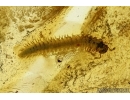 MYRIAPODA, DIPLOPODA, JULIDAE. Fossil inclusions in Baltic amber #6323