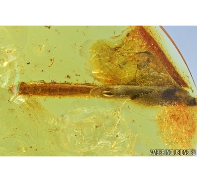 Plant, Ant and Mite Teneriffiidae. Fossil inclusions in Baltic amber #6325