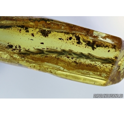NICE THUJA TWIG. Fossil inclusion in Baltic amber #6327