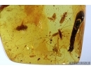 Very rare Neuroptera aquatic larva Mantispoidea Sisyridae, superb Harvestman Opiliones and More. Fossil inclusions in Baltic amber #6345