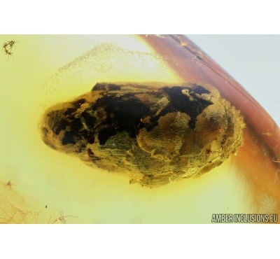 BUD, WINGED PLANTHOPPER and MORE . Fossil inclusions in Baltic amber #6359