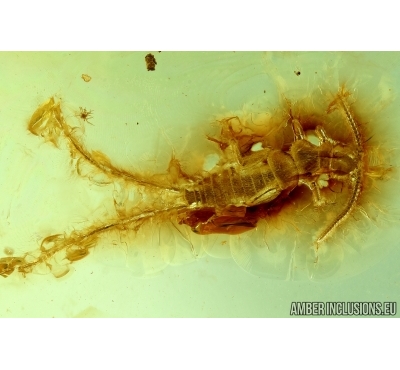 Extremely Rare Two-Pronged Bristletail, Diplura. Fossil insects in BALTIC AMBER #6395