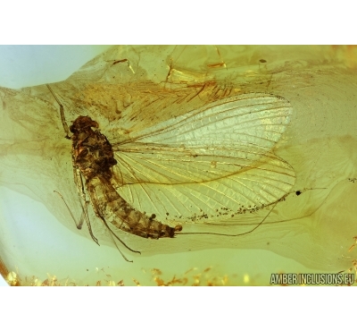 Ephemeroptera, Mayfly. Fossil insect in Baltic amber #6407