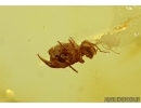 COLLEMBOLA, SPRINGTAIL. Fossi inclusion in Baltic amber #6446