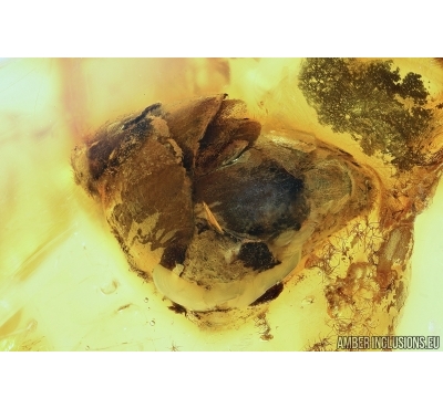 NICE BUD. Fossil inclusion in Baltic amber #6453