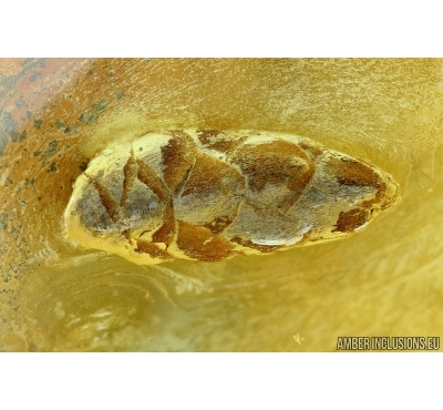 NICE BUD. Fossil inclusion in Baltic amber #6454