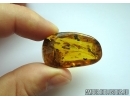 Thuja with Cone. Fossil inclusion in Baltic amber stone #6455