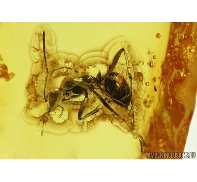Big Ant, Hymenoptera. Fossil insect in Baltic amber #6463