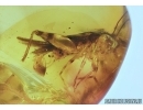 RARE WINGED CRICKET, ORTHOPTERA. Fossil insect in Baltic amber. #6468