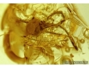 Moth flies Psychodidae, Fungus gnats Mycetophilidae, Mite Trombidiidae and More. Fossil insects in Baltic amber #6509