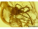 Moth flies Psychodidae, Fungus gnats Mycetophilidae, Mite Trombidiidae and More. Fossil insects in Baltic amber #6509