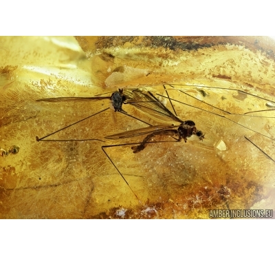 Dicranomyia, Crane Fly, Two Thrips and More. Fossil insects in Ukrainian, Rovno amber #6541