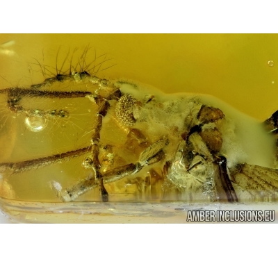 Nice Coccid Monophlebidae, Cicadidae and Mite, Labidostommatidae. Fossil inclusions in Baltic amber #6546